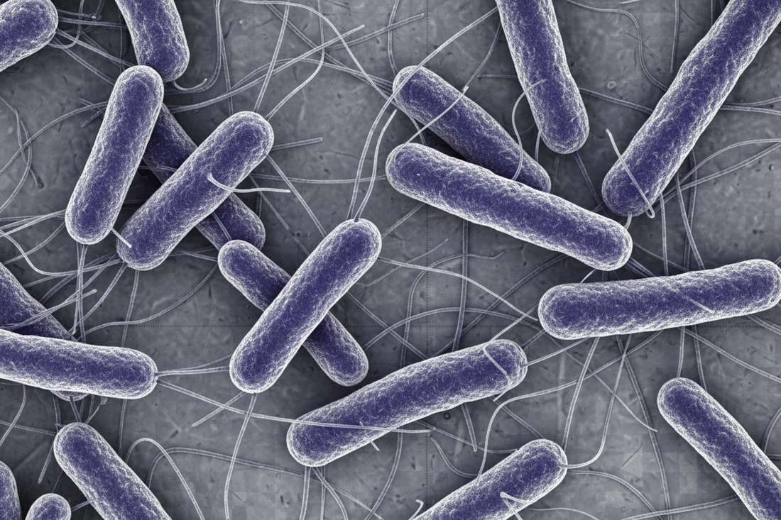 The Truth About Raw Feeding: Debunking Bacterial Safety Myths