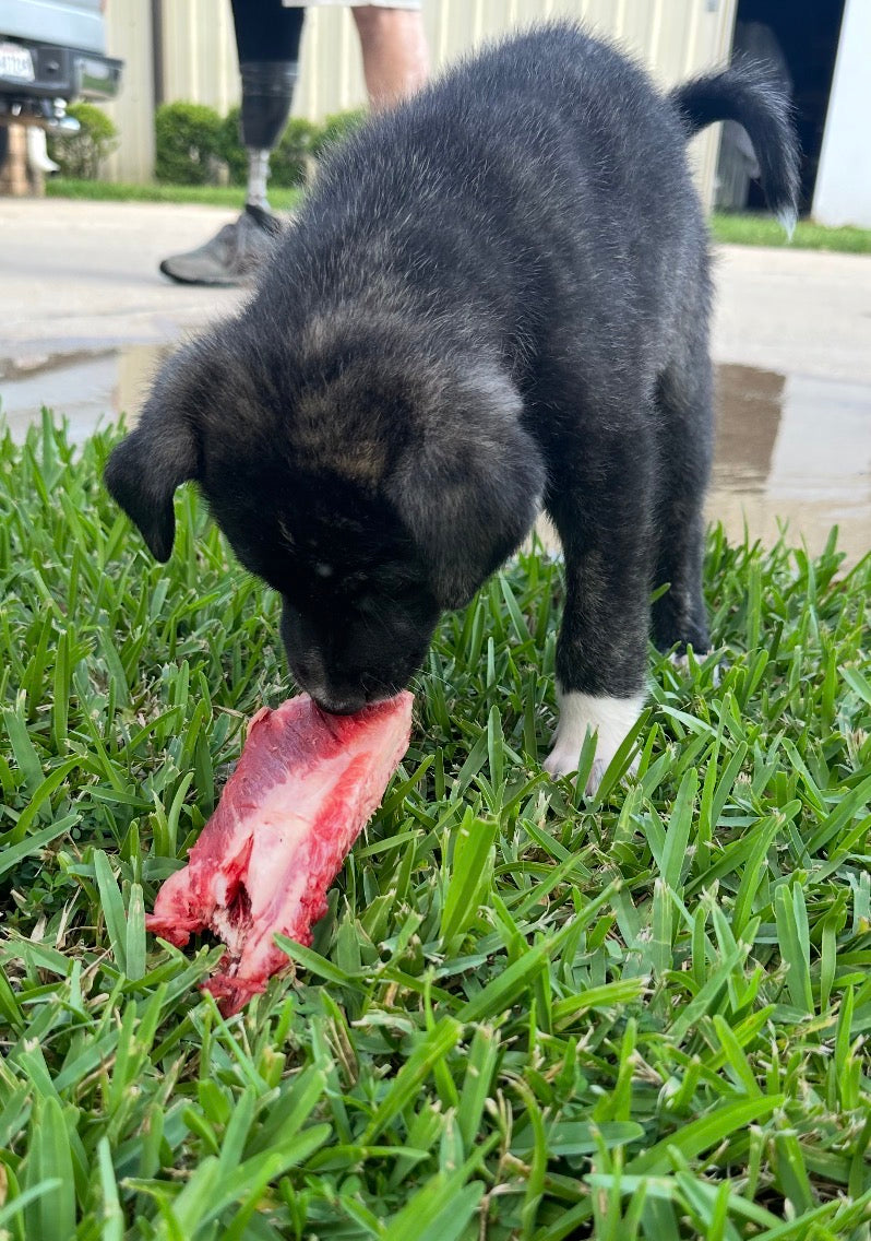 Raw Dog Food: The Complete Guide to Raw Dog Nutrition for Pet Owners