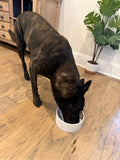 Dog eating from a white bowl on a wooden floor with a plant in the background