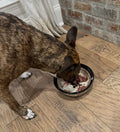 Dog eating from a bowl on a wooden floor with a brick wall in the background
